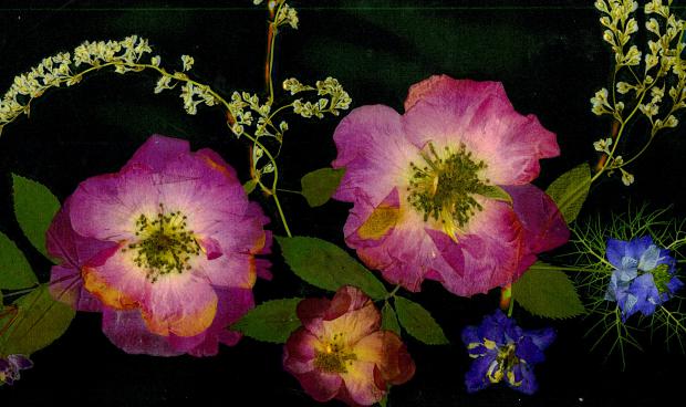 Roses mauves - Nicole Bourgait - Cliquer pour afficher en grand