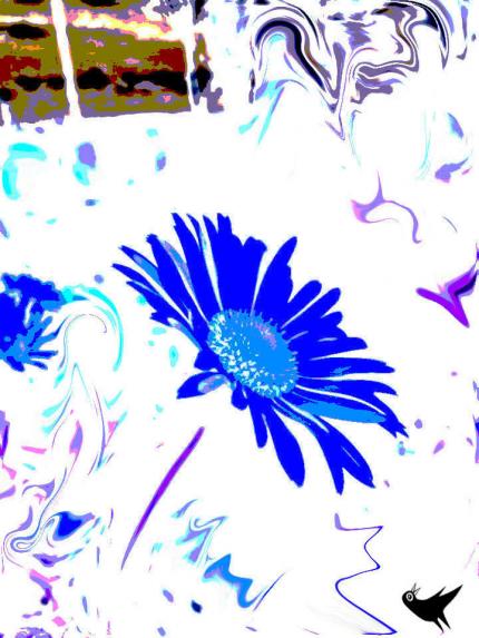 Arnica bleu - Nicole Bourgait