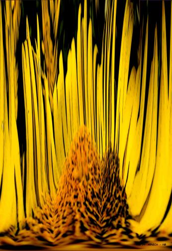 Arnica en feu - Nicole Bourgait