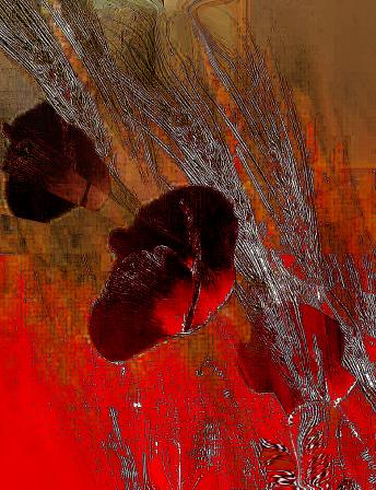 Coquelicots bruns - Nicole Bourgait