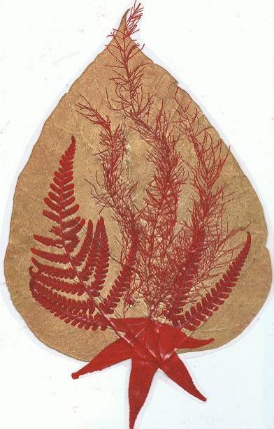 Catalpa rouge - Nicole Bourgait