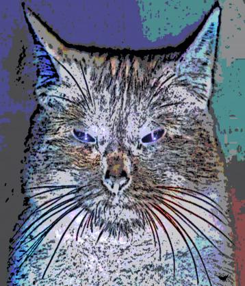 Le chat blanc - Nicole Bourgait