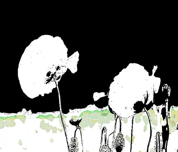 Coquelicots blancs - Nicole Bourgait - Cliquer pour afficher en grand