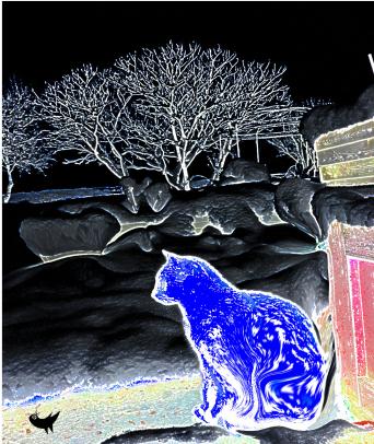 Chat bleu - Nicole Bourgait