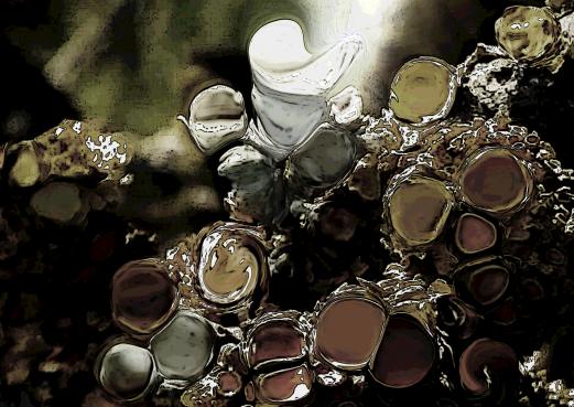 Lichens mauves - Nicole Bourgait