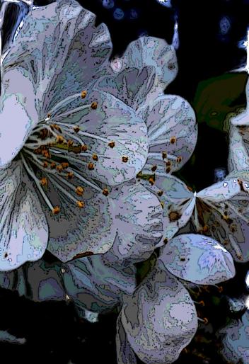 Fleurs de Cerisier - Nicole Bourgait