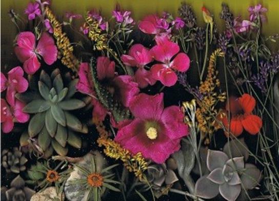 Succulentes - Nicole Bourgait