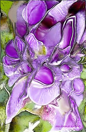Glycine - Nicole Bourgait