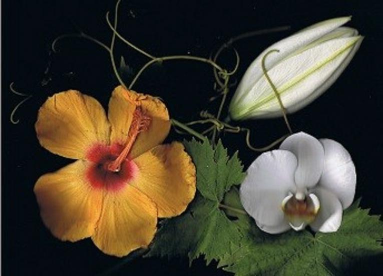 Hibiscus Orch - Nicole Bourgait - Click to enlarge