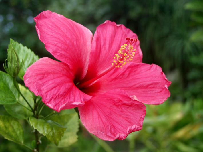 Hibiscus rose - Nicole Bourgait - Click to enlarge