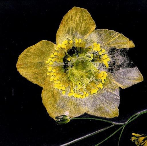 Fleur de Narcis - Nicole Bourgait