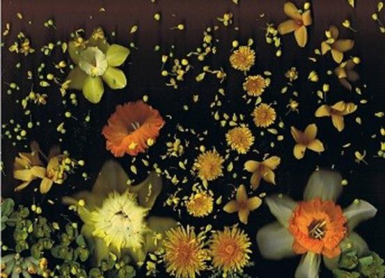 Jonquilles neigeuses - Nicole Bourgait