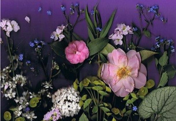 Myosotis - Nicole Bourgait - Cliquer pour afficher en grand