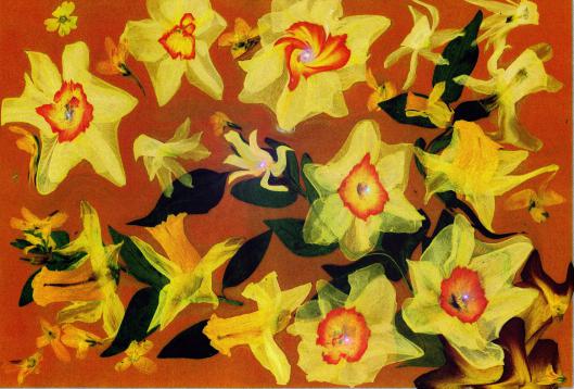 narcis en cascade - Nicole Bourgait