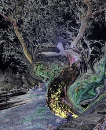 Madame  Fatima - Nicole Bourgait