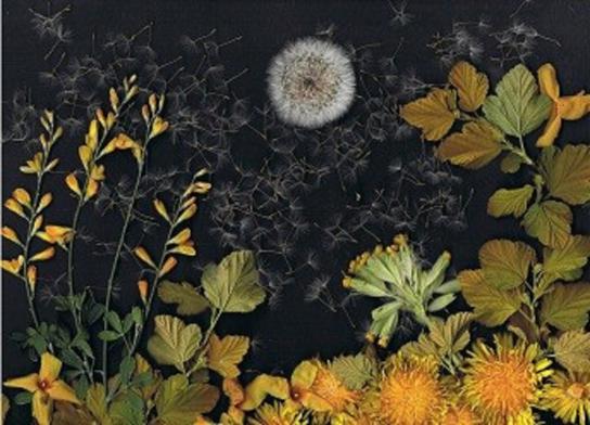 Nouvelle Lune - Nicole Bourgait