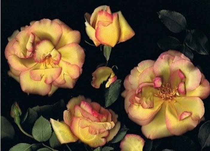 Roses Dorées - Nicole Bourgait - Click to enlarge