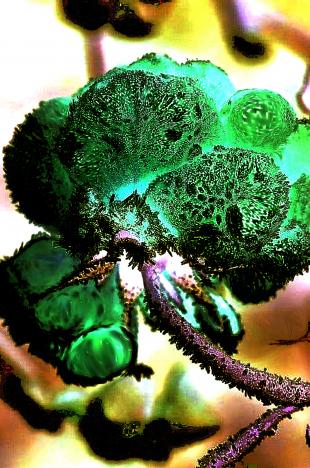 Rose verte - Nicole Bourgait