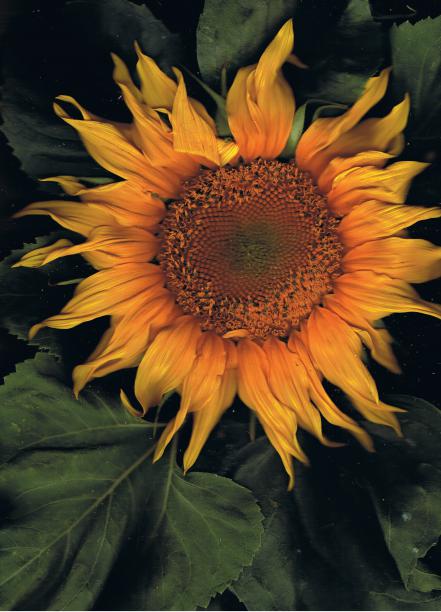 Soleil - Nicole Bourgait