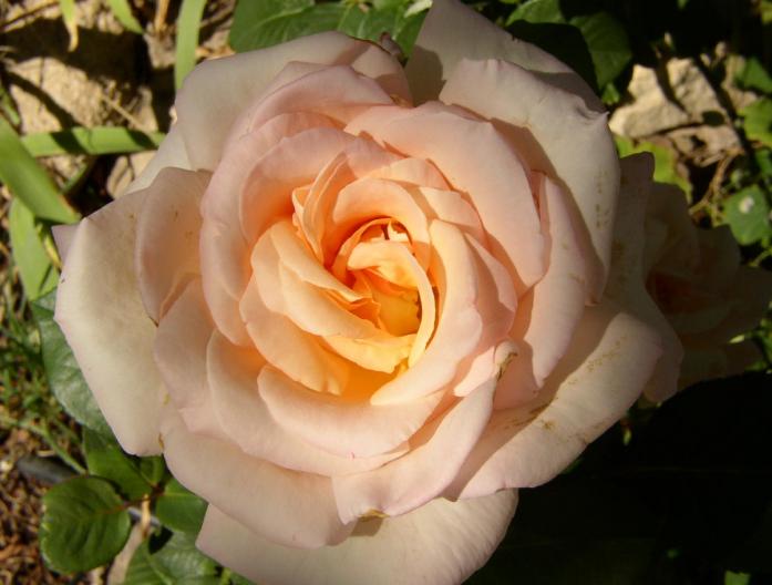 fleur : rose jardin de bagatelle2 - Sylvaine Pernice - Click to enlarge