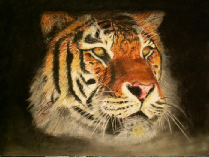 tigre : la force tranquille - Sylvaine Pernice - Click to enlarge