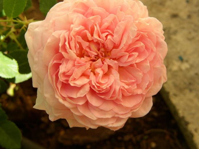 fleur : rose abraham darby - Sylvaine Pernice - Cliquer pour afficher en grand