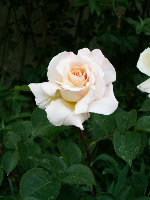 fleurs : rose jardin de bagatelle - Sylvaine Pernice