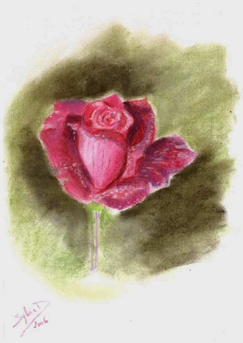 fleurs : la rose - Sylvaine Pernice