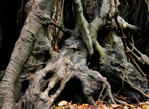 arbre 014 - Mohamed Harireche