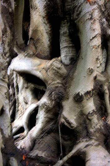 arbre 07 - Mohamed Harireche