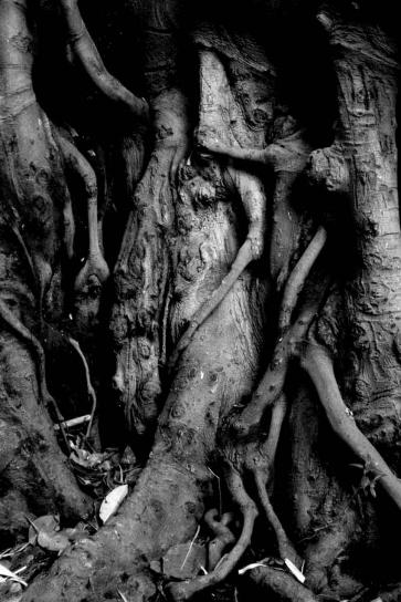 arbre 09 - Mohamed Harireche