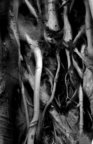 arbre 3 - Mohamed Harireche