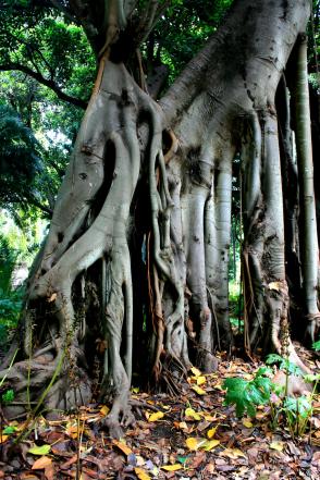 arbre 5 - Mohamed Harireche
