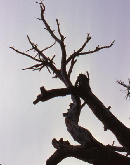 arbre mort - Mohamed Harireche