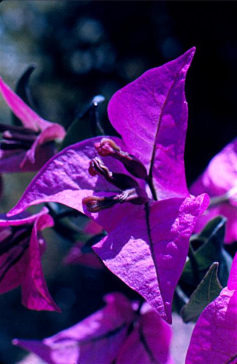 bougainvillier 1 - Mohamed Harireche