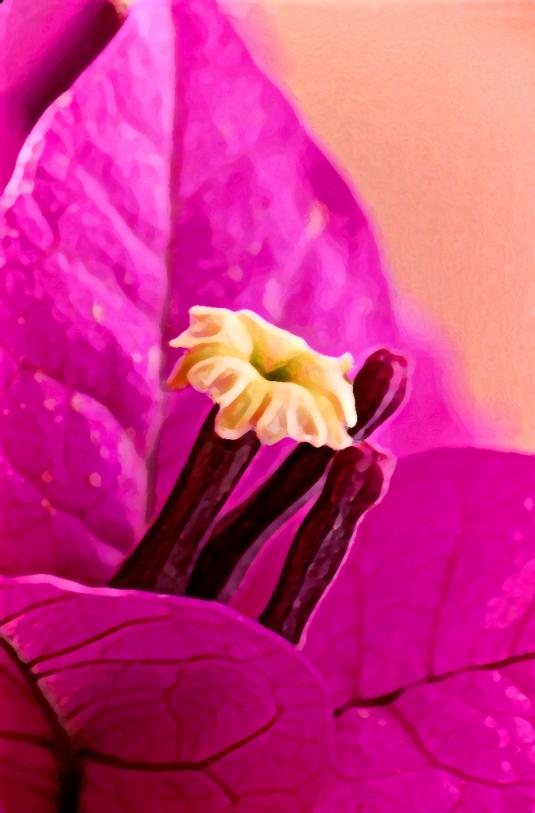 bougainvillier 2 - Mohamed Harireche