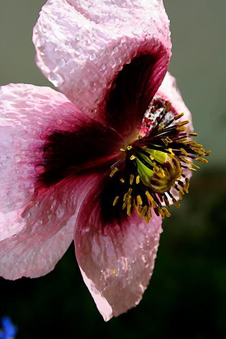 coquelicot - Mohamed Harireche