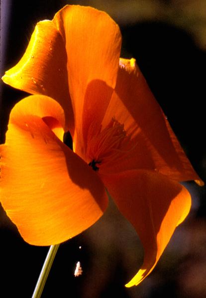 coquelicot hybrida - Mohamed Harireche