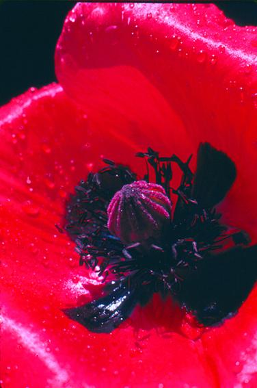 coquelicot macro - Mohamed Harireche