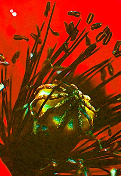 coquelicot macro 2 - Mohamed Harireche