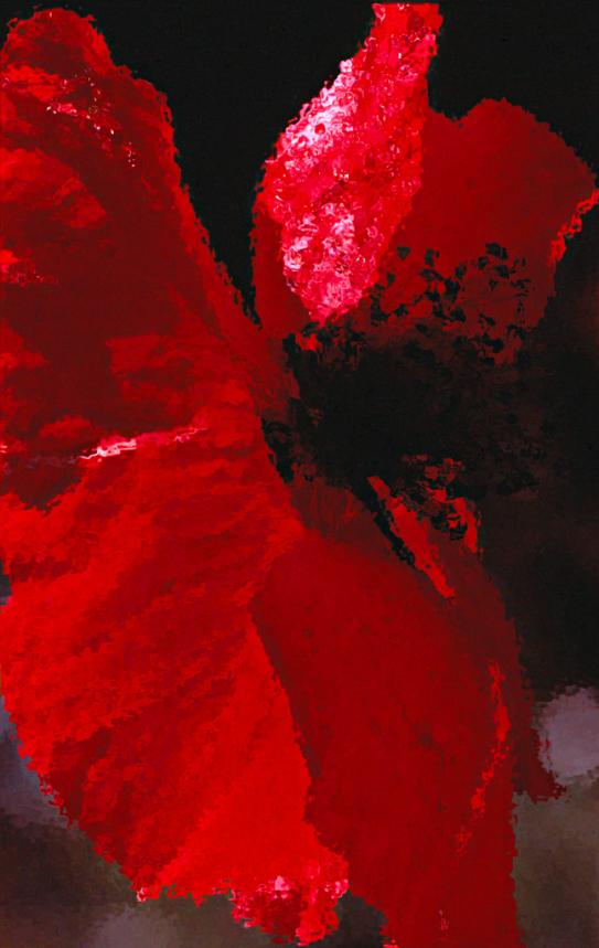 coquelicot macro 3 - Mohamed Harireche