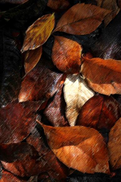 feuilles mortes 1 - Mohamed Harireche