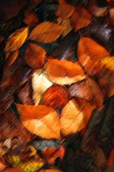 feuilles mortes 4 - Mohamed Harireche