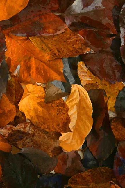 feuilles mortes 8 - Mohamed Harireche