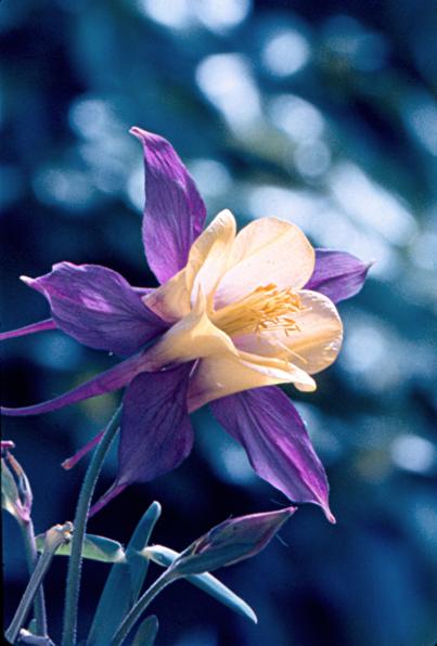 la fleur de columbine - Mohamed Harireche