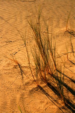flore du desert 1 - Mohamed Harireche