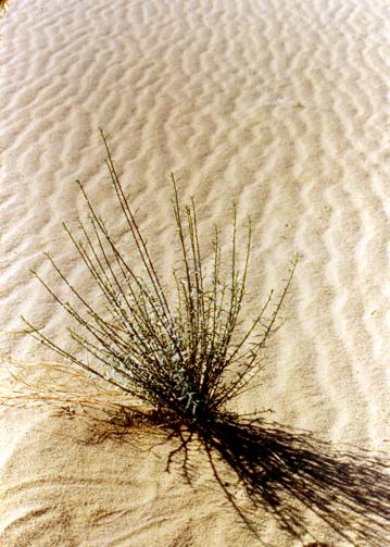 flore du desert 4 - Mohamed Harireche