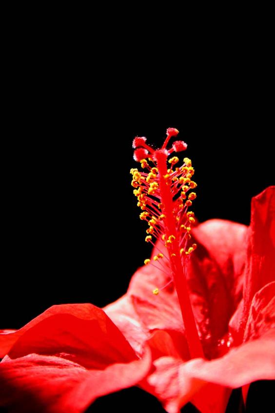hibiscus 3 - Mohamed Harireche