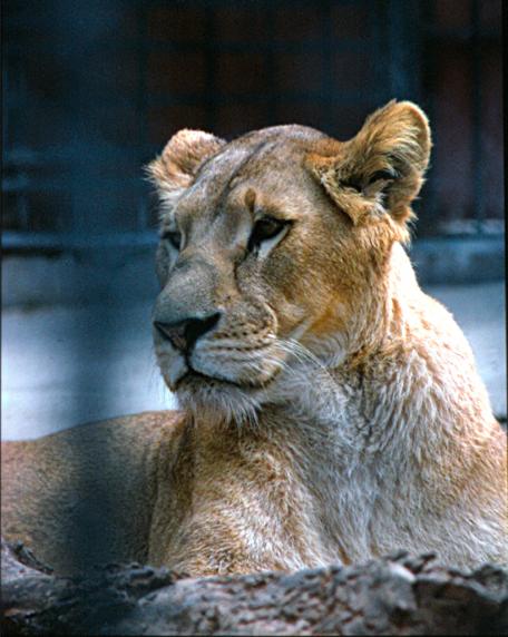 la lionne - Mohamed Harireche