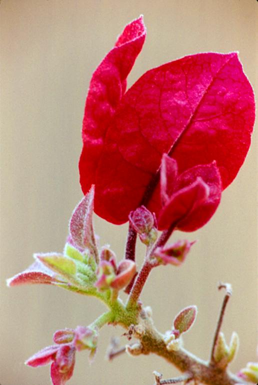 le bougainvillier 3 - Mohamed Harireche